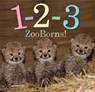 1-2-3 ZooBorns! - Andrew Bleiman ; Chris Eastland - 9781481431040