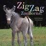 Zigzag Zooborns!: Zoo Baby Colors and Patterns - Andrew Bleiman - 9781481431057