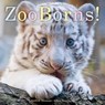 Zooborns!: Zoo Babies from Around the World - Andrew Bleiman - 9781481447027