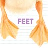 Feet - Katrine Crow - 9781486713820
