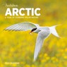 Audubon Arctic Wall Calendar 2024 -  - 9781523519163