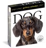 Dog Page-A-Day® Gallery Calendar 2027 -  - 9781523533336