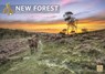 New Forest A4 Calendar 2024 -  - 9781529831405