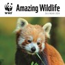 WWF Amazing Wildlife Square Wall Calendar 2024 -  - 9781529833140