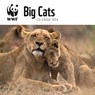 WWF Big Cats Square Wall Calendar 2024 -  - 9781529833195