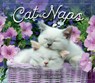 Cat Naps -  - 9781531962159