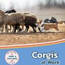 Corgis at Work - Sabrina Lakes - 9781532455476