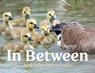 In Between - April Pulley Sayre - 9781534487819