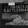 20 Fun Facts about Rattlesnakes - Natalie Humphrey - 9781538257548