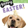 Yappy Easter! - WorthyKids - 9781546006466