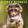 Monkey Business 2025 12 X 12 Wall Calendar -  - 9781549244001