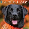 Black Labs 2026 Wall Calendar -  - 9781549250316