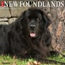 Newfoundlands 2026 Wall Calendar -  - 9781549252174