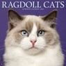 Ragdoll Cats 2026 Wall Calendar -  - 9781549252549