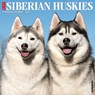 Siberian Huskies 2026 Wall Calendar -  - 9781549252792