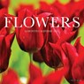 Flowers 2026 Mini Wall Calendar -  - 9781549253584