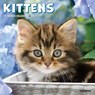Kittens 2026 Mini Wall Calendar -  - 9781549253638