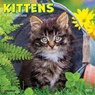 Kittens 2026 7 X 7 Mini Wall Calendar - Willow Creek Press - 9781549253638