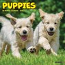 Puppies Mini Wall Calendar -  - 9781549253737