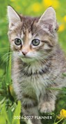 Cute as a Kitten 2-Year 2026-27 3.5 X 6.5 Monthly Pocket Planner - Willow Creek Press - 9781549256530