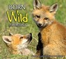 Born Wild in Montana - Donald M. Jones - 9781560374879