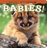 Rocky Mountain Babies! - Wendy Shattil - 9781560374992