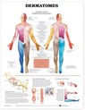 Dermatomes Anatomical Chart -  - 9781587791116