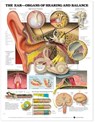 The Ear: Organs of Hearing and Balance Anatomical Chart -  - 9781587791215