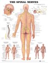 The Spinal Nerves Anatomical Chart -  - 9781587792069