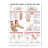 Anatomy and Injuries of the Foot and Ankle -  - 9781587798375