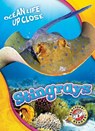 Stingrays - Rebecca Pettiford - 9781626174238