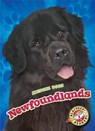 Newfoundlands - Nathan Sommer - 9781626176140