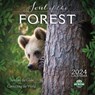 Soul of the Forest 2024 Calendar -  - 9781631369940