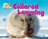 Collared Lemming - Dee Phillips - 9781642807561