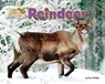 Reindeer - Dee Phillips - 9781642807592