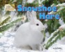 Snowshoe Hare - Dee Phillips - 9781642807608