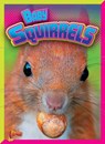 Baby Squirrels - RUSSELL,  Justin Eric - 9781644660065