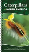 Caterpillars of North America - Jaret C. Daniels - 9781647554453