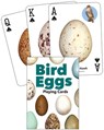 Bird Eggs Playing Cards -  - 9781647555368
