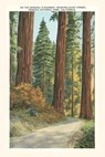 The Vintage Journal Sequoia National Park - Found Image Press - 9781648116872
