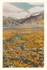 Vintage Journal California Poppies - Found Image Press - 9781648118357