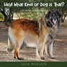 Hey! What Kind of Dog is That? - Julie McGloin - 9781662913679