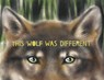 This Wolf Was Different - Katie Slivensky - 9781665900959