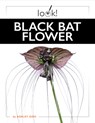 Black Bat Flower - Ashley Gish - 9781682777503