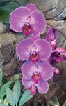 Hot Pink Orchid Journal - Ns Journals - 9781735619910