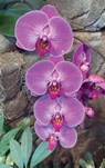 Hot Pink Orchid Journal - Ns Journals - 9781735619910