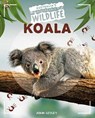 Koala - John Lesley - 9781761400155