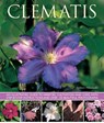Clematis - Andrew Mikolajski - 9781780192512