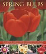 Spring Bulbs - Mchoy Peter - 9781780193076