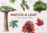Match a Leaf A Tree Memory Game:A Tree Memory Game -  - 9781786272270